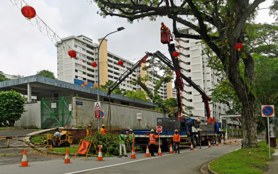 Aerial lift crew pruning a tall tree